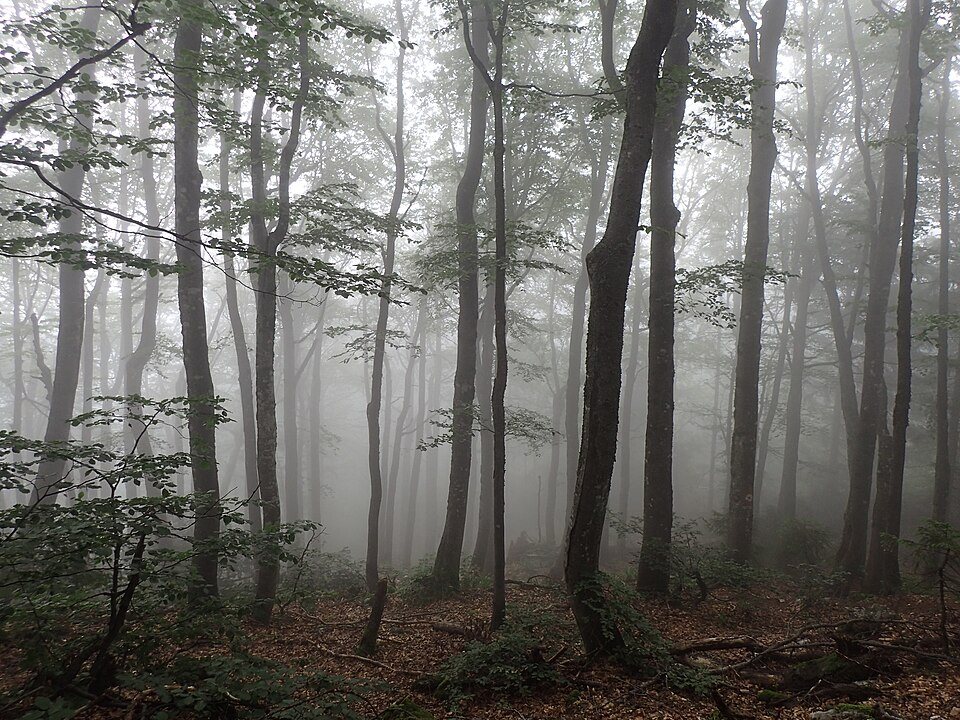 Padiș, Apuseni Mountains